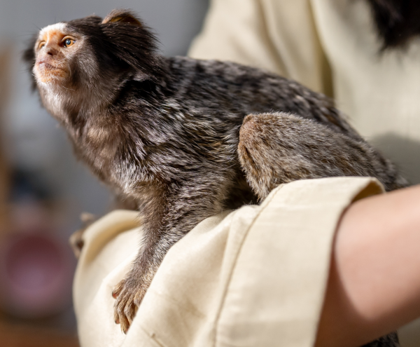 Marmoset