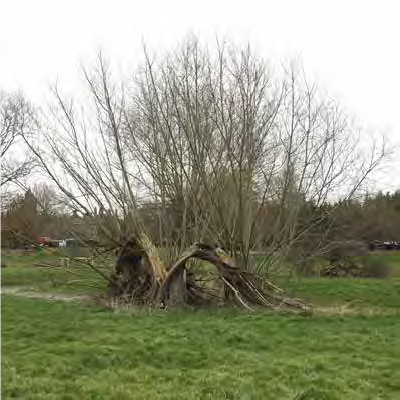 Image of collapsed willow pollard