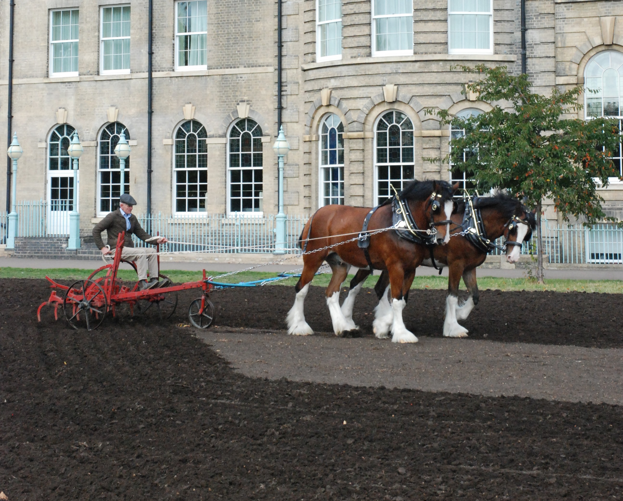 Heavy horses preparing a wildflower meadow are on Parker's Piece