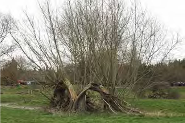 Collapsed willow pollard