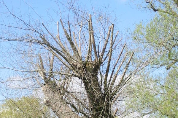 High pollard on a tree