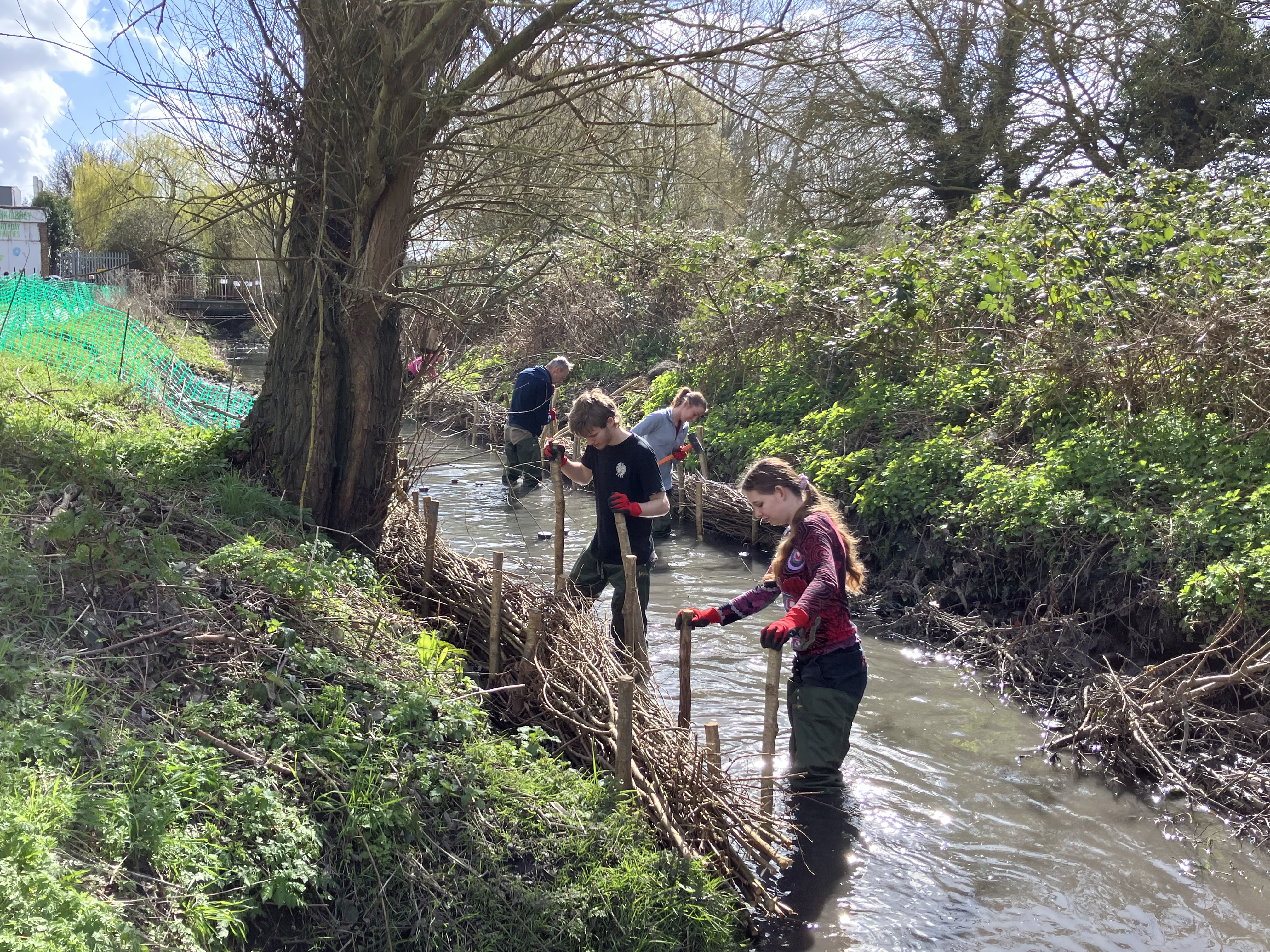 People standing in Coldham's Brook in Cambridge doing conservation work