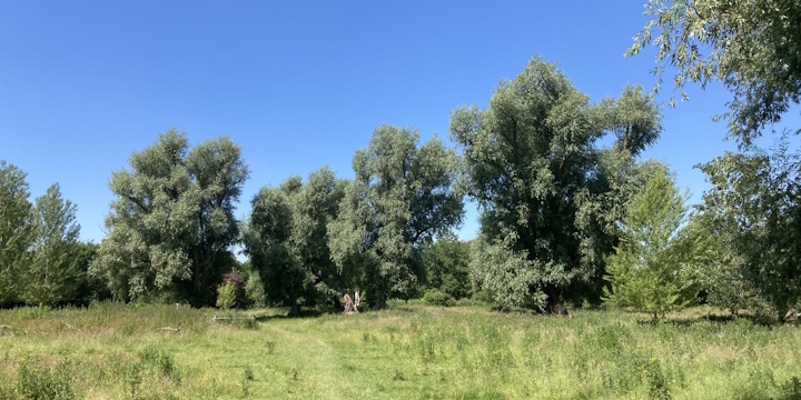 Trees