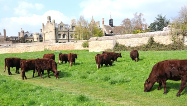Cows grazing in Cambridge