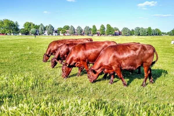 Cows on Midsummer Common