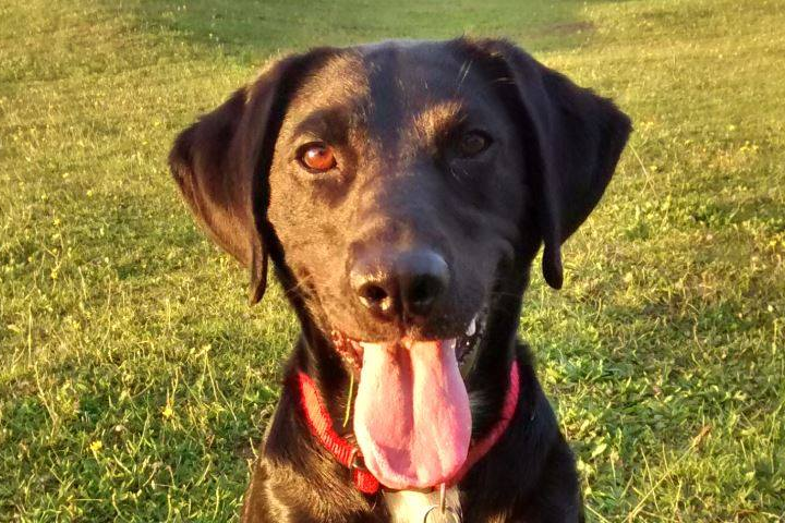 Smiling black dog