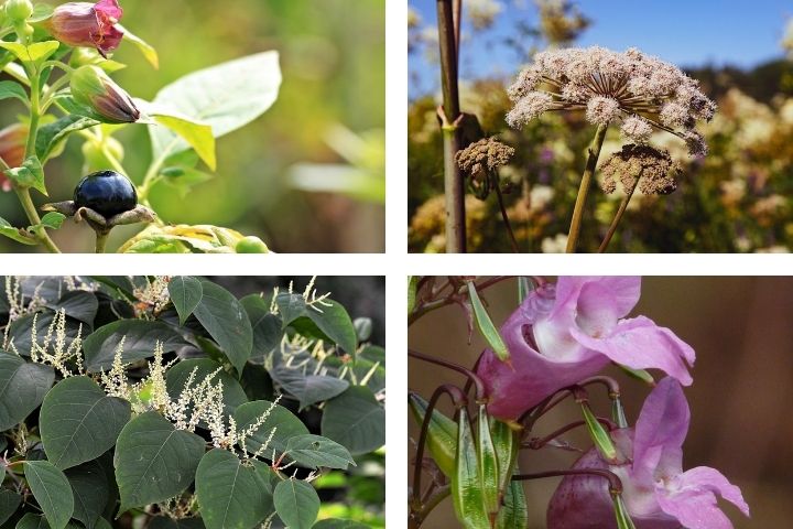 Deadly nightshade, giant hogweed, Himalayan balsam and Japanese knotweed