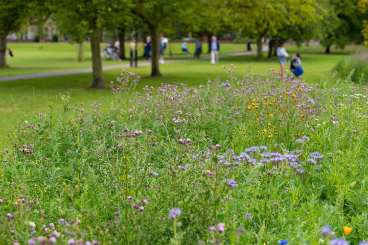 Wildflower meadow